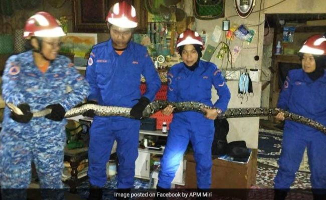 Giant Python Falls Through Roof In Malaysia As Family Watches TV