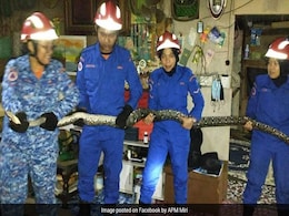 टीवी देख रहा था परिवार, अचानक छत तोड़ सिर पर आ गिरा 8 किलो का 10 फीट लंबा अजगर टीवी देख रहा था परिवार, अचानक छत तोड़ सिर पर आ गिरा 8 किलो का 10 फीट लंबा अजगर