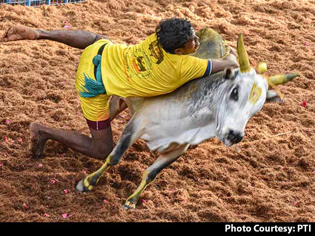 Two Killed In Jallikattu Events In Tamil Nadu