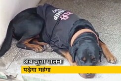 सागर में अब कुत्ता पालने पर ढीली करनी होगी जेब, नगर निगम ने टैक्स वसूलने का किया फैसला सागर में अब कुत्ता पालने पर ढीली करनी होगी जेब, नगर निगम ने टैक्स वसूलने का किया फैसला