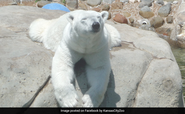 Oldest Captive Polar Bear In US Euthanized After Being Diagnosed With An Incurable Illness