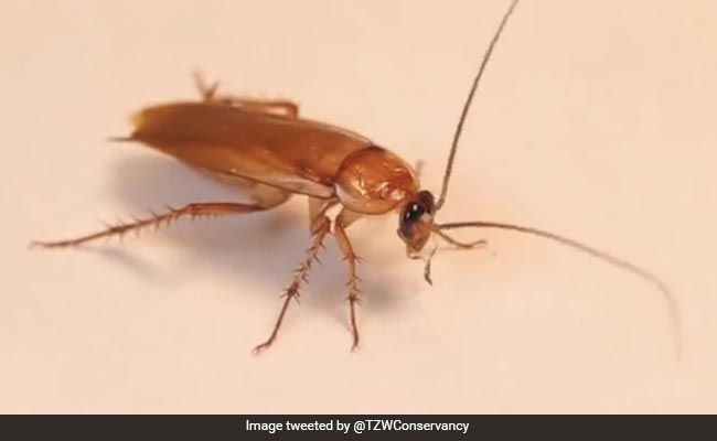 This Canada Zoo Will Let You Name A Cockroach After Your Ex For Valentine's Day