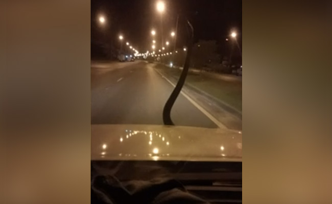 "Very Scary" Video Shows Python Emerging On Moving Car's Bonnet