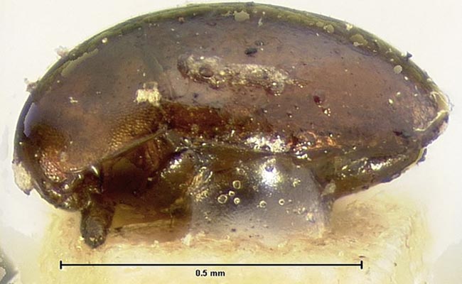 beetle