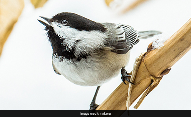 Popular Bird Species Grows Brain Tissues To Survive Brutal Winter