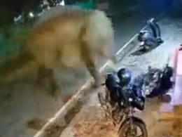 हाथी दौड़ता हुआ आया, बाइक को सूंड से उठाकर हवा में फेंक दिया, Video शेयर कर IPS ने दी ये सलाह हाथी दौड़ता हुआ आया, बाइक को सूंड से उठाकर हवा में फेंक दिया, Video शेयर कर IPS ने दी ये सलाह