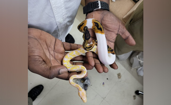 Pics: 53 Snakes Among Animals Found In Abandoned Bags At Chennai Airport