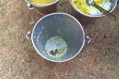 Snake Found In Mid-Day Meal In Bengal, Several Children Fall Ill Snake Found In Mid-Day Meal In Bengal, Several Children Fall Ill
