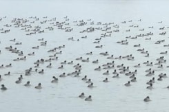 Kashmiri Man Sets Up Forest Resort To Feed Migratory Birds At Srinagar's Dal Lake Kashmiri Man Sets Up Forest Resort To Feed Migratory Birds At Srinagar's Dal Lake