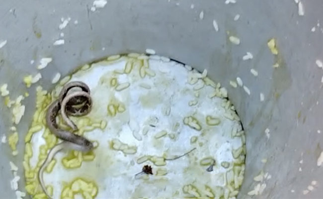 Snake Found In Mid-Day Meal In Bengal, Several Children Fall Ill