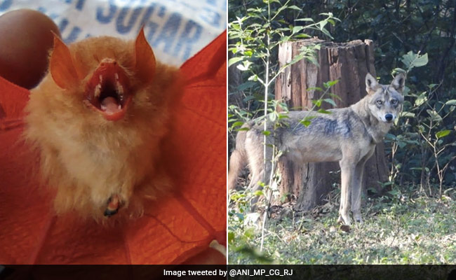 Rare Orange Bat And Endangered Indian Wolf Spotted In Chhattisgarh's Bastar