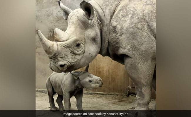 ''The Baby Has Arrived'': US Zoo Announces Birth Of Critically Endangered Eastern Black Rhino Calf