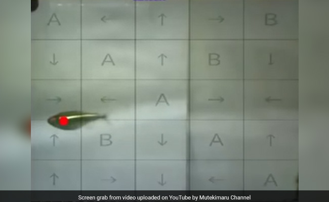 YouTuber Claims Pet Fish Spent His Money To Buy Nintendo Points