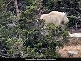 पहाड़ों पर घूमते इस जानवर को लोगों ने समझा 'पौराणिक जीव', Video देख यूजर्स ने बताई ये दिलचस्प बात पहाड़ों पर घूमते इस जानवर को लोगों ने समझा 'पौराणिक जीव', Video देख यूजर्स ने बताई ये दिलचस्प बात