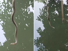 VIDEO: क्या कभी देखा है नागिन को इस तरह बलखाते? देख उड़ जाएंगे होश VIDEO: क्या कभी देखा है नागिन को इस तरह बलखाते? देख उड़ जाएंगे होश