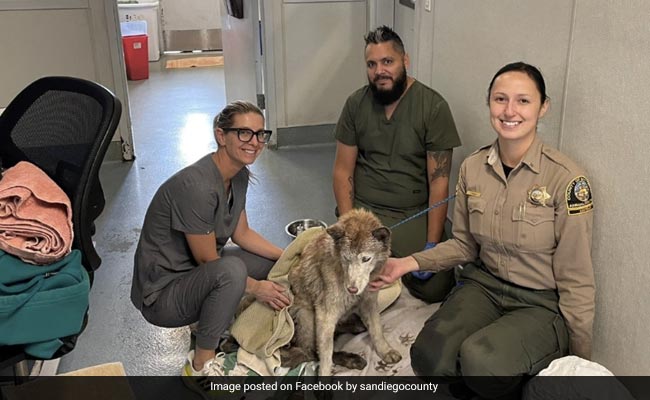 Trapped Siberian Husky Rescued From Deep Oil Well, Reunited With Family