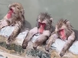 नहाने के बाद पूल में ही मजे से आराम फरमाने लगे आलसी बंदर, देखें Video नहाने के बाद पूल में ही मजे से आराम फरमाने लगे आलसी बंदर, देखें Video