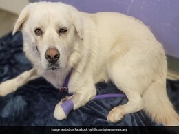 Stray Dog In US Miraculously Survives After Being Shot 8 Times, Recovering Now Stray Dog In US Miraculously Survives After Being Shot 8 Times, Recovering Now