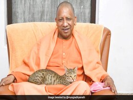 Yogi Adityanath Doting On Cats Goes Viral On Last Day Of 2022 Yogi Adityanath Doting On Cats Goes Viral On Last Day Of 2022