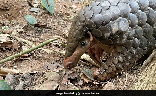 Forest Officer Shares Video Of 'Second Most Trafficked Mammal On Planet', Internet Intrigued