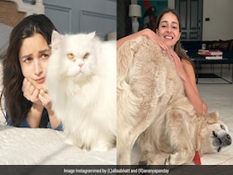 From Alia Bhatt To Malaika Arora, Bollywood's Pet Parents Are Adorably Chic From Alia Bhatt To Malaika Arora, Bollywood's Pet Parents Are Adorably Chic