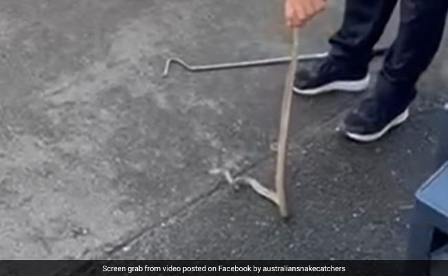 Watch: Venomous Eastern Brown Snake Found Hiding Inside Office Printer, Rescued