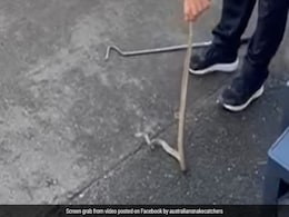 Watch: Venomous Eastern Brown Snake Found Hiding Inside Office Printer, Rescued Watch: Venomous Eastern Brown Snake Found Hiding Inside Office Printer, Rescued