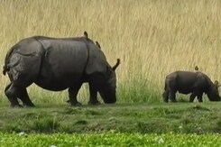 Hi-Tech Devices, Canines: How Assam's Kaziranga Achieved Zero Rhino Poaching Hi-Tech Devices, Canines: How Assam's Kaziranga Achieved Zero Rhino Poaching