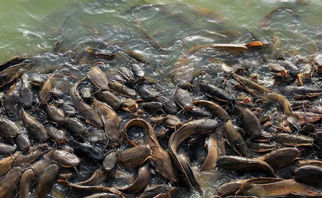 Woman In China Dumps 12,500 Kg Catfish In A Lake For Good Luck, Faces Lawsuit