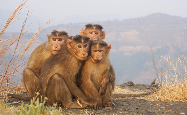 Maharashtra Man Falls Into 500-Feet Gorge While Taking Selfie With Monkeys