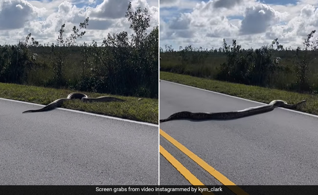 Caught On Camera: Giant Burmese Python Crosses The Road In Florida