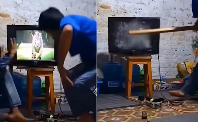 Video: TV में अचानक चीते को देख डर गया शख्स, आगे जो हुआ उसे देख उड़ जाएंगे होश! Video: TV में अचानक चीते को देख डर गया शख्स, आगे जो हुआ उसे देख उड़ जाएंगे होश!