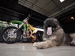 Bengaluru Man Has Dog 'As Big As Lioness', Gets Rs 20 Crore Offer