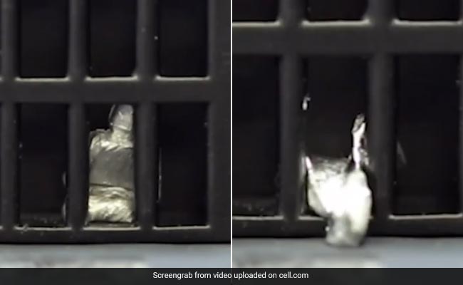 Scientists Create Shapeshifting Robot That Can Liquify And Regain Shape