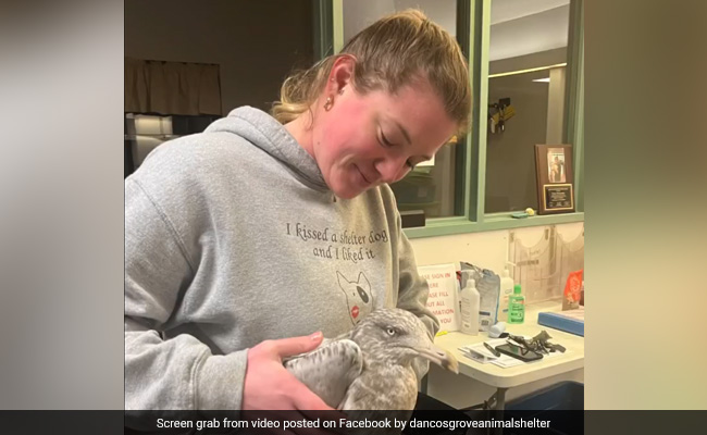 Watch: Electricity Worker In US Rescues Seagull Stuck In Wires