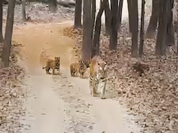 Tigress Gives Birth To 4 Cubs At Pench Reserve, Her Offspring Count Reaches 20 Tigress Gives Birth To 4 Cubs At Pench Reserve, Her Offspring Count Reaches 20