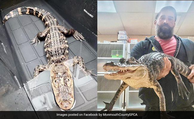 घर के पास प्लास्टिक कंटेनर में मिला घड़ियाल, देख शख्स के उड़े होश