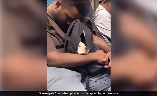 Heartwarming Video Shows Man Carrying Puppy In His Backpack During Train Journey
