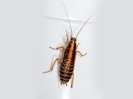 Cockroaches को घर से बाहर भगाना है तो करें ये काम, किचन में करना होगा बस ये काम Cockroaches को घर से बाहर भगाना है तो करें ये काम, किचन में करना होगा बस ये काम