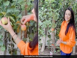 लॉस एंजिल्स में प्रीति जिंटा ने दिखाई हिमाचल की झलक, बागान में उगे एप्पल को देख हुईं एक्साइटेड लॉस एंजिल्स में प्रीति जिंटा ने दिखाई हिमाचल की झलक, बागान में उगे एप्पल को देख हुईं एक्साइटेड
