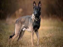 Belgian Malinois Dogs Join Canine Squad At Mangaluru International Airport Belgian Malinois Dogs Join Canine Squad At Mangaluru International Airport