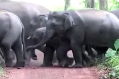 Terai Elephant Reserve Established In Uttar Pradesh Terai Elephant Reserve Established In Uttar Pradesh