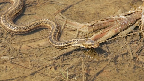 Story image
