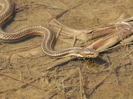 Snake Causes Panic At Ticket Counter Of Thane's Dombivli Railway Station