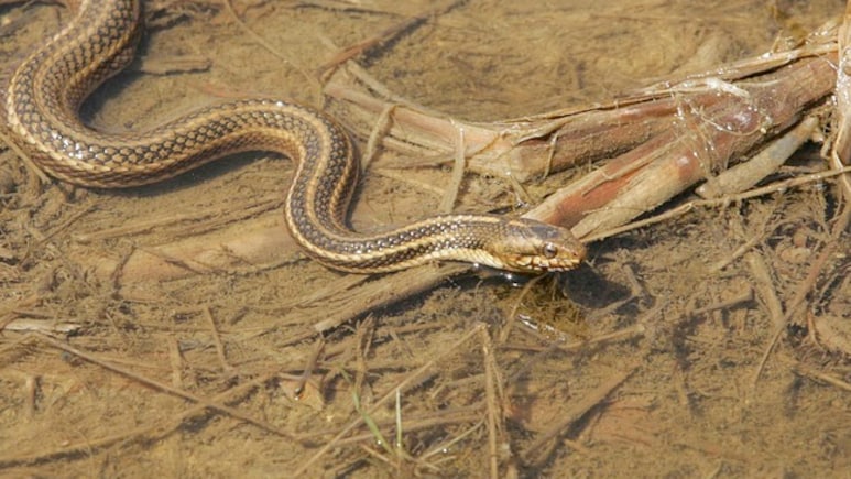 Snake Causes Panic At Ticket Counter Of Thane's Dombivli Railway Station