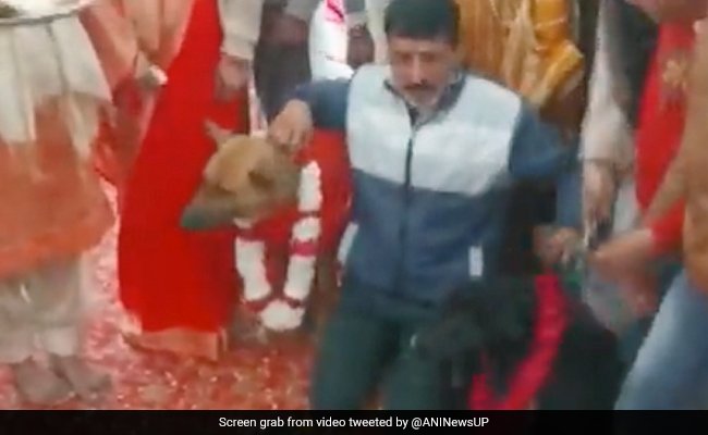 Watch: Dog Wedding Performed With Music And Dance In UP's Aligarh