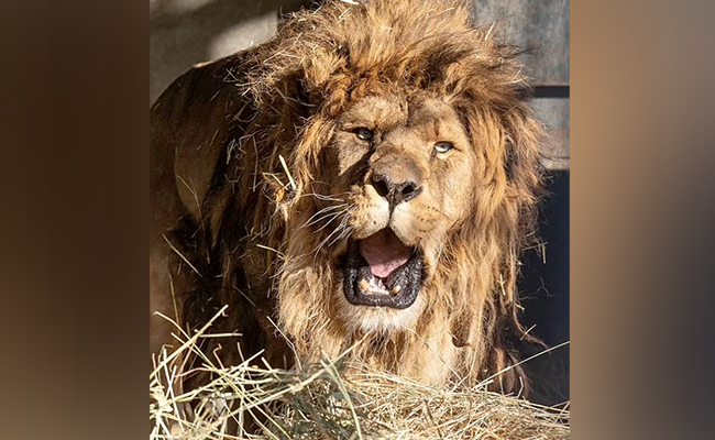 दुनिया का इकलौता शेर जो भूल गया दहाड़ना, वजह जान हो जाएंगे इमोशनल दुनिया का इकलौता शेर जो भूल गया दहाड़ना, वजह जान हो जाएंगे इमोशनल