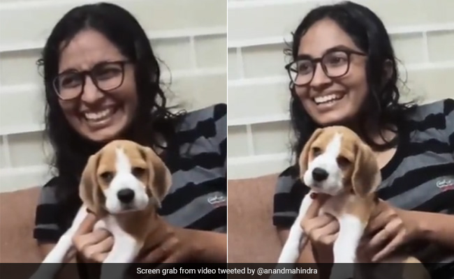Watch: Anand Mahindra Shares Adorable Video Of A Dog Vibing To Classical Music