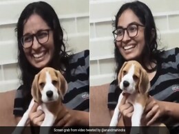 Watch: Anand Mahindra Shares Adorable Video Of A Dog Vibing To Classical Music Watch: Anand Mahindra Shares Adorable Video Of A Dog Vibing To Classical Music