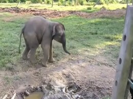 बकरी को देखते ही दुम दबाकर भागा बेबी एलिफेंट, VIDEO देख हो जाएंगे हंस-हंसकर लोटपोट बकरी को देखते ही दुम दबाकर भागा बेबी एलिफेंट, VIDEO देख हो जाएंगे हंस-हंसकर लोटपोट